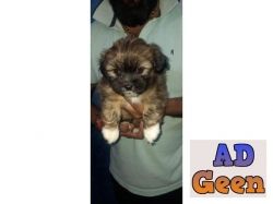 used Hi Guy We Have Good Lhasa Apso Pups For Sale Trust Kennel 9899803008 for sale 